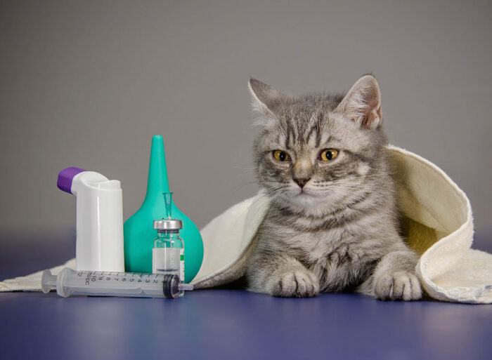 Veterinary Compounding Pharmacy For Pets In Vancouver